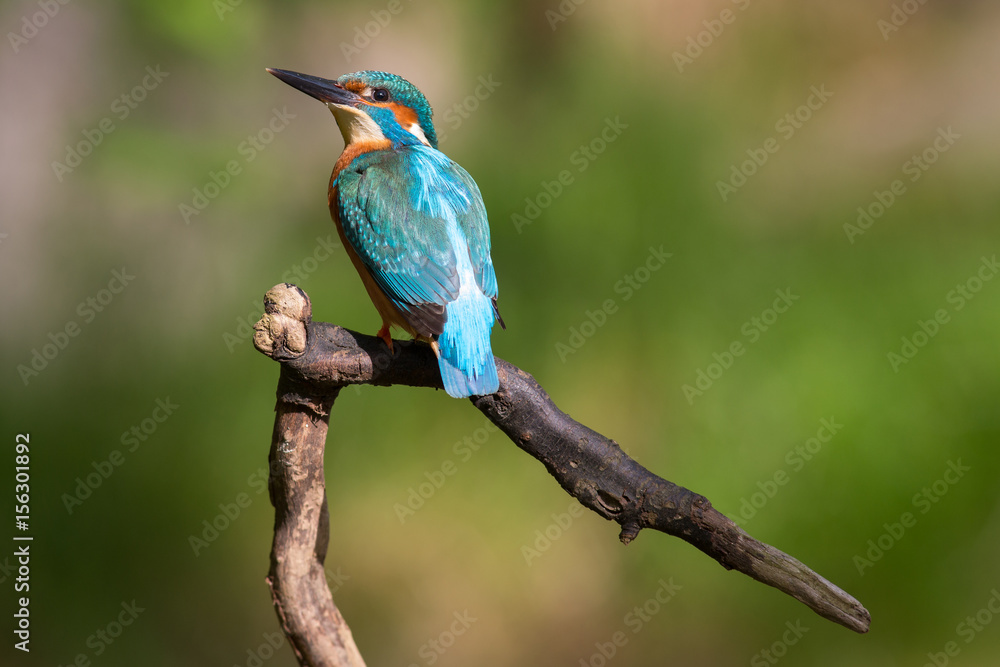 Obraz premium Eisvogel