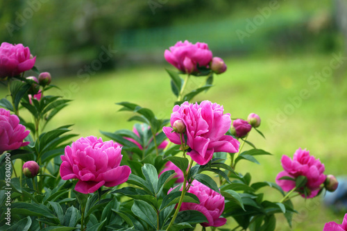 A bush of pink peonies in the garden
