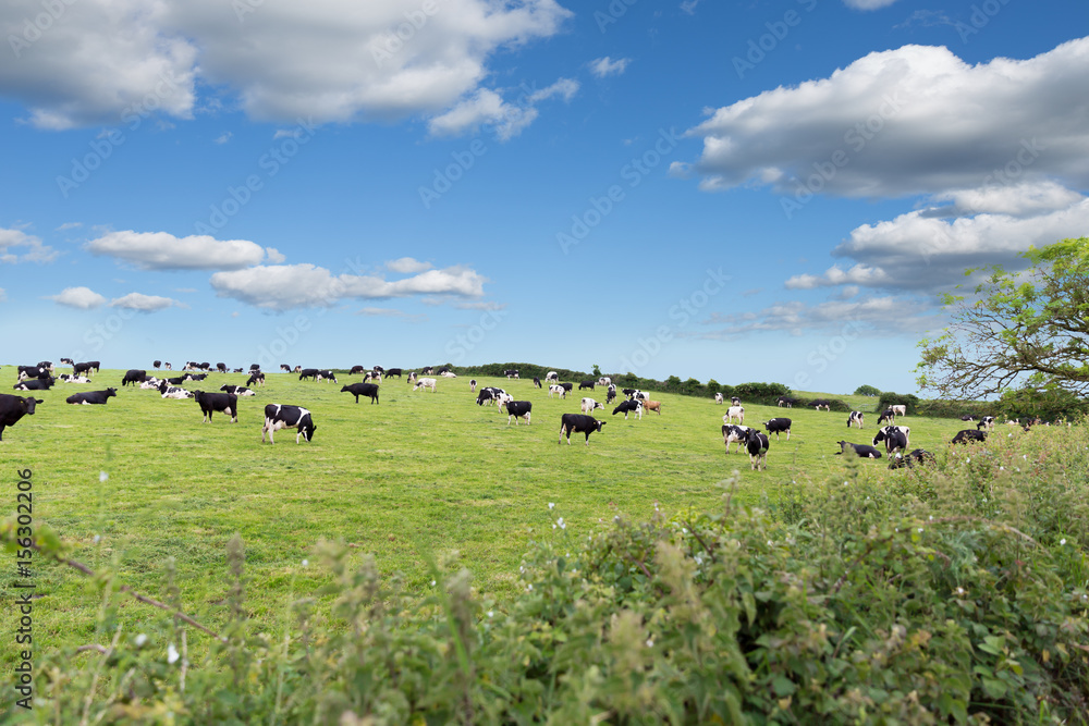Perfect farm cows on a green meadow