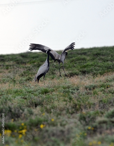 Gray crane.West Bank of Lake Balkhash.Kazakhstan 