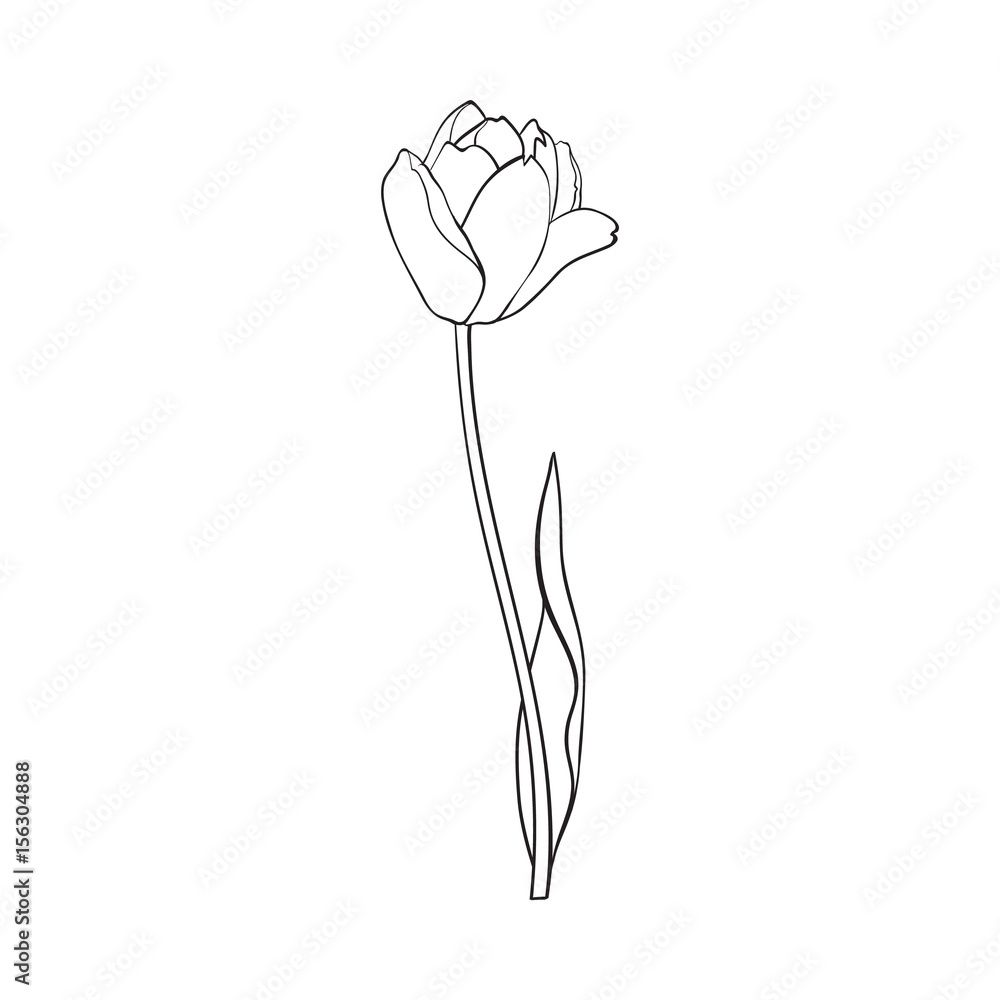 Hand drawn of side view black and white open tulip flower, sketch style