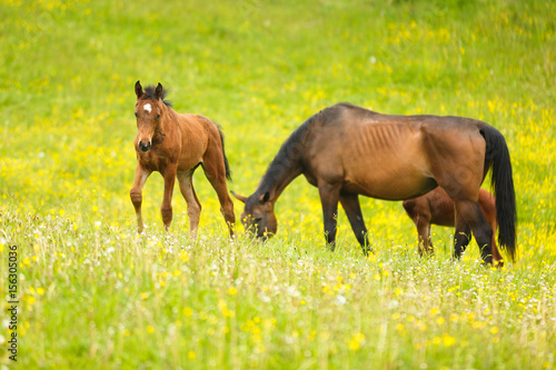 Cute horses on the meadow