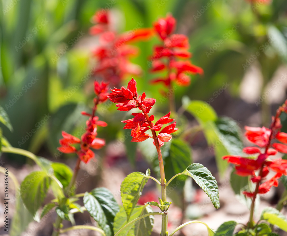 Little red flowers on the ground in nature Little red flowers on the ground in nature
