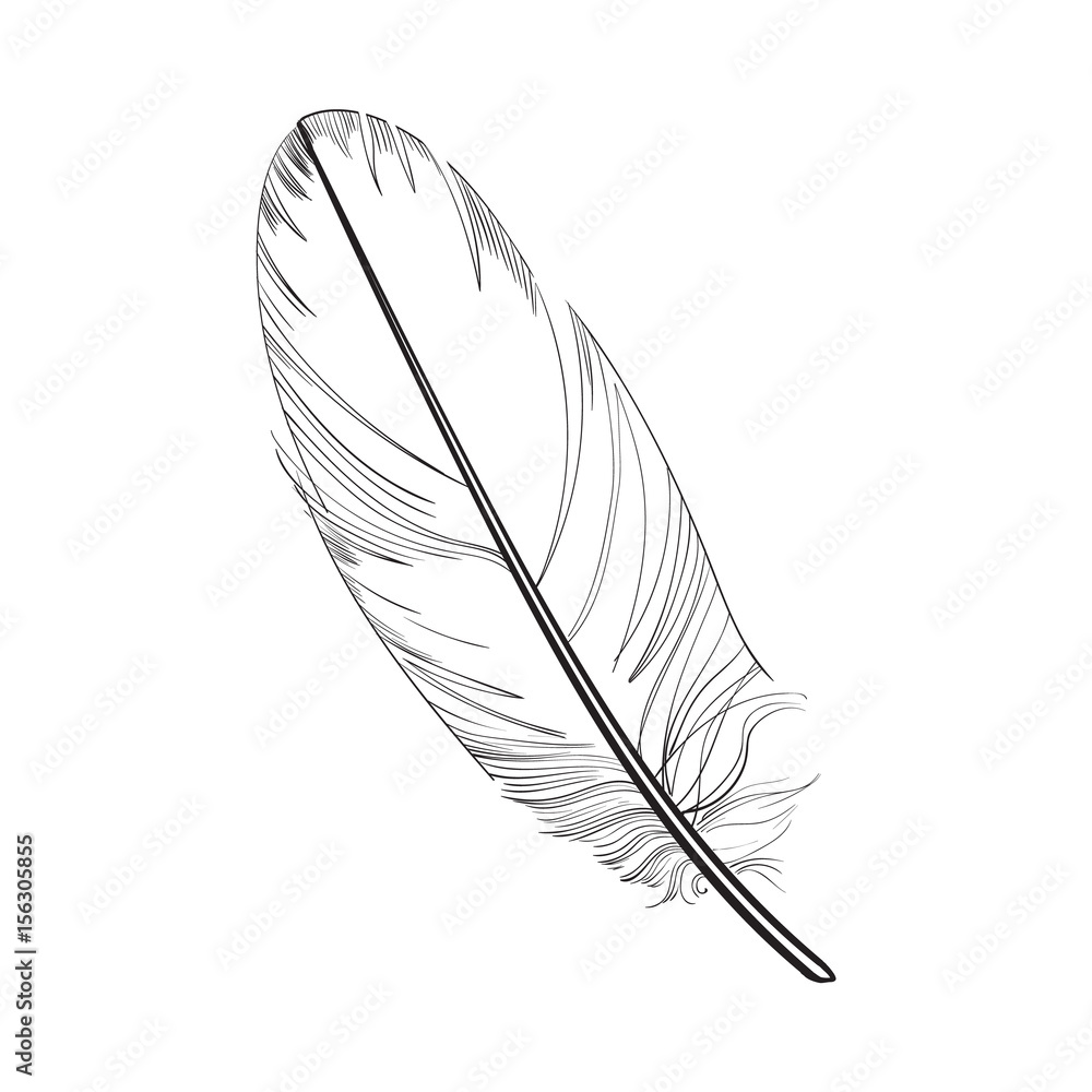 Free Images : wing, black and white, color, material, plumage, close up,  human body, sketch, drawing, eye, organ, tender, spring dress, airy, bird  feather, ease, strauss spring, monochrome photography 3500x2333 - -