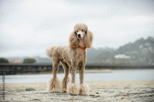 Bild auf Leinwand Standard Poodle
