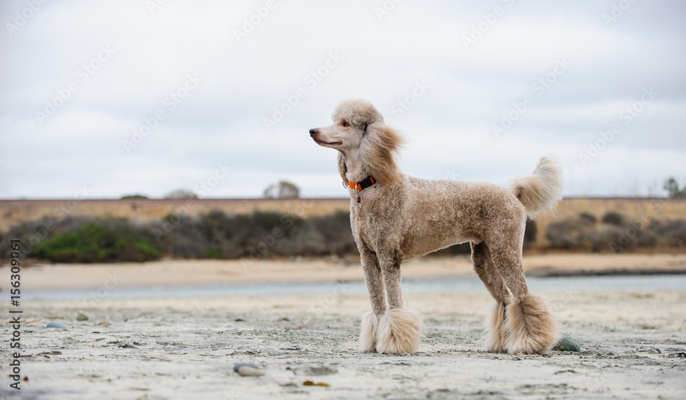 Standard Poodle properly groomed standing on sand beach Standard Poodle properly groomed standing on sand beach