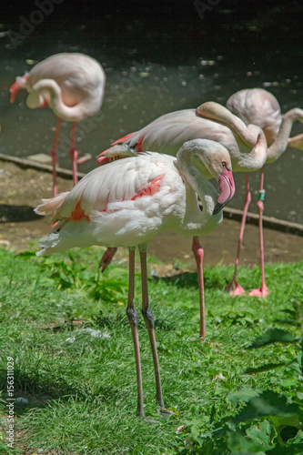 flamant rose