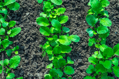 green seedling sprouts in the garden on the ground