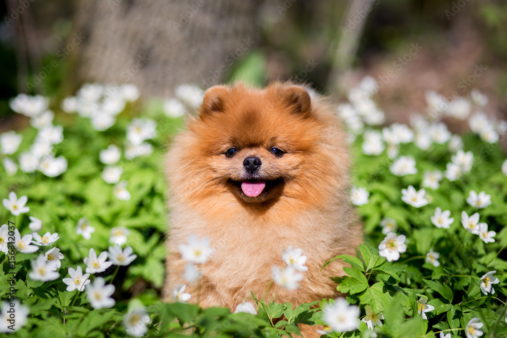 Beautiful and fluffy pomeranian dog in a spring forest flowers. Adorable dog. Dog in a forest. Beautiful and fluffy pomeranian dog in a spring forest flowers. Adorable dog. Dog in a forest.