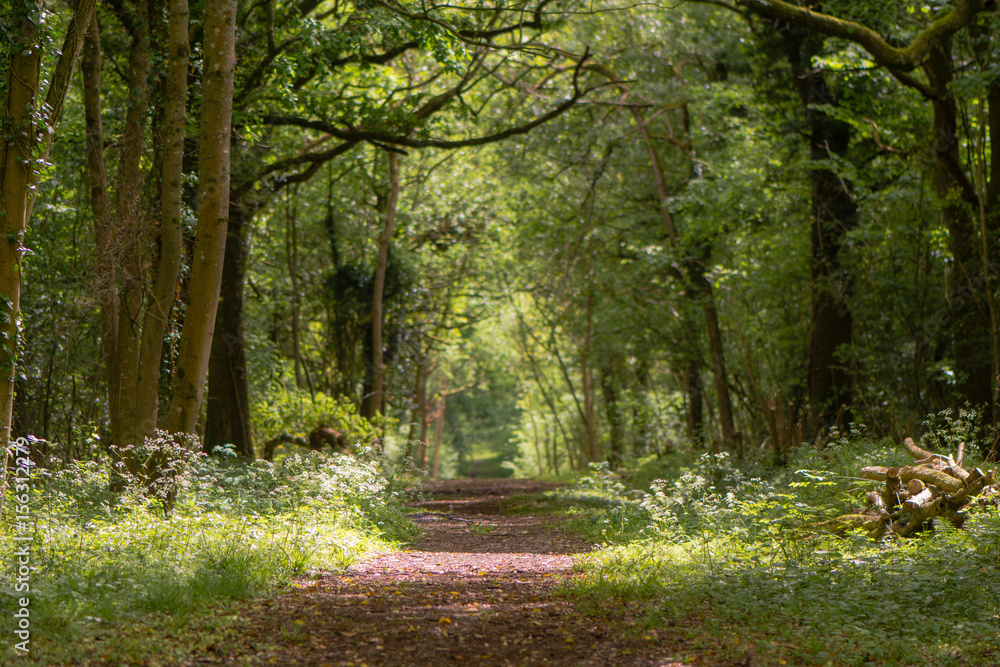 Naklejka premium Path through British ancient woodland with dappled sunlight. Flowers line ride in springtime in Lower Woods, Gloucestershire, UK