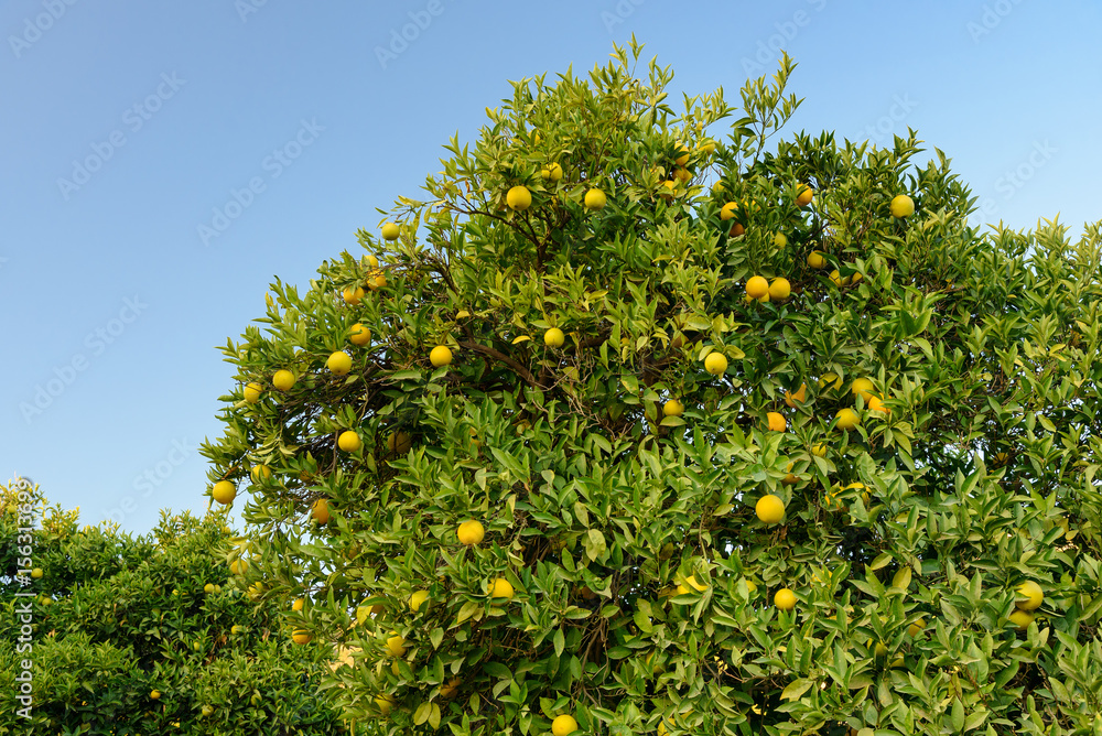 Orange tree branch