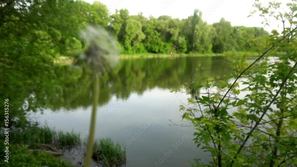 Dandelion blown up in slow motion 120 frames per second. Shot in 4K DCI. Dandelion seeds blown and fly on a green background.shifting focus to the far landscape. Dandelion blown up in slow motion 120 frames per second. Shot in 4K DCI. Dandelion seeds blown and fly on a green background.shifting focus to the far landscape.