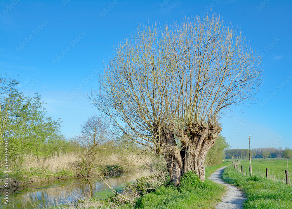 die Korbweide(Salix viminalis) als typischer Baum für den Niederrhein,NRW,Deutschland die Korbweide(Salix viminalis) als typischer Baum für den Niederrhein,NRW,Deutschland
