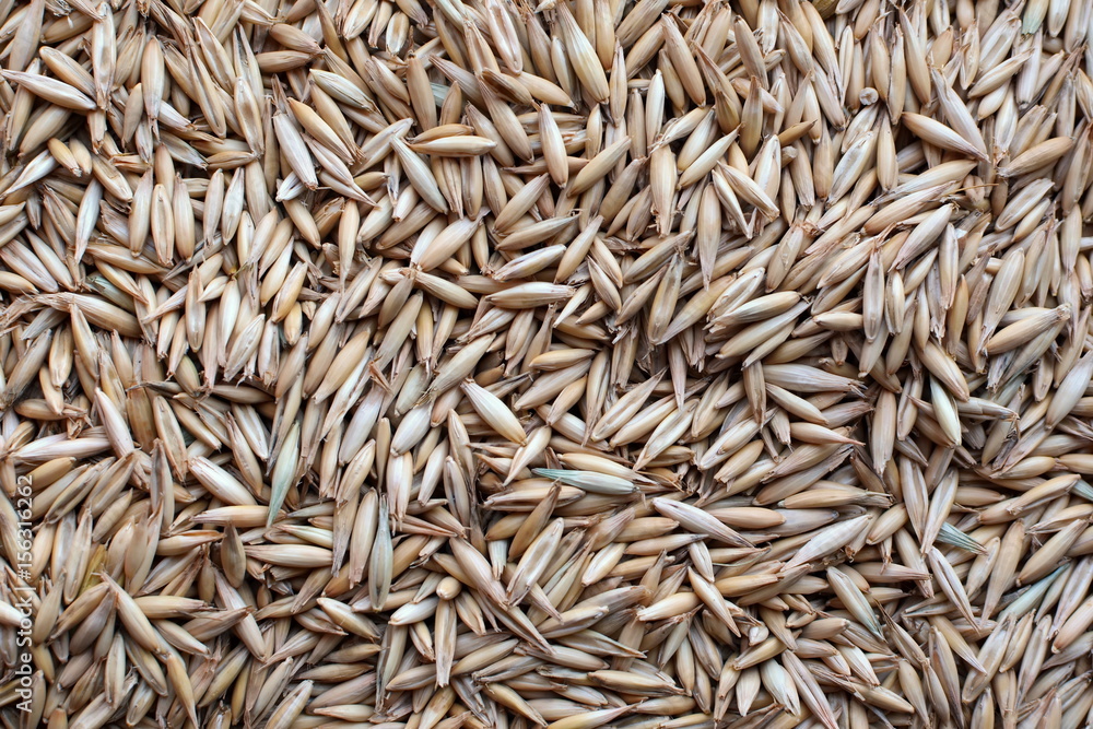 oat grain texture background
