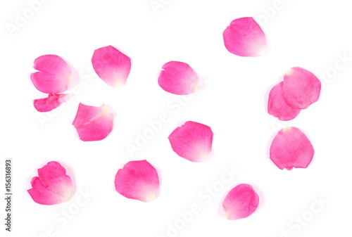 Pink rose petals isolated on white background, top view