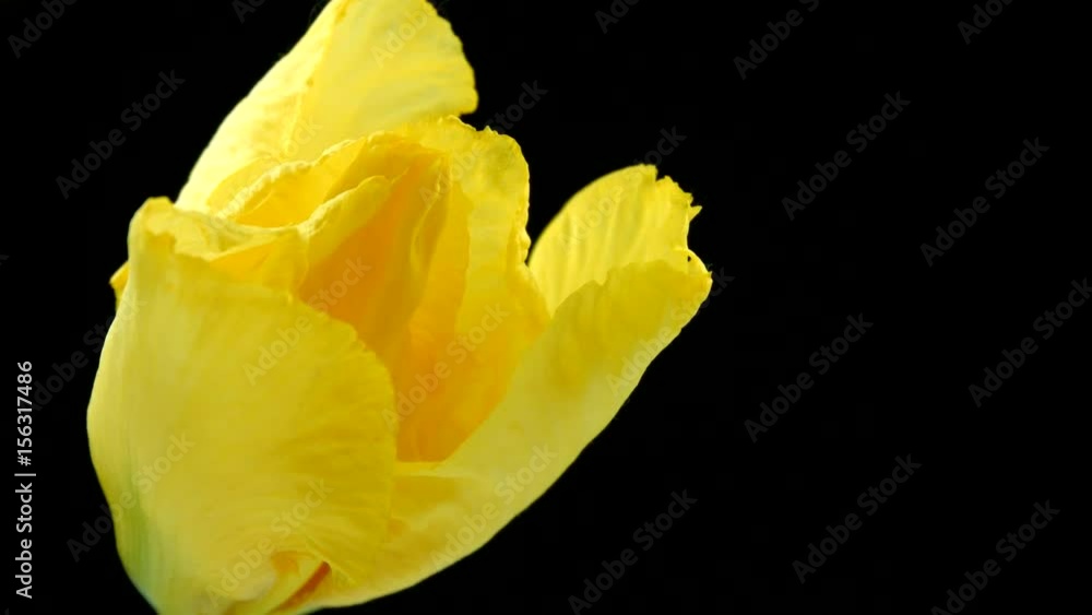 Beautiful spring yellow Iris flower bud blooming timelapse isolated on black background. 4K UHD video 3840X2160 Beautiful spring yellow Iris flower bud blooming timelapse isolated on black background. 4K UHD video 3840X2160