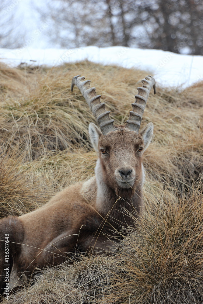 Alpine ibex. Capra ibex. Swiss Alps, Valais, Switzerland. Alpine ibex. Capra ibex. Swiss Alps, Valais, Switzerland.