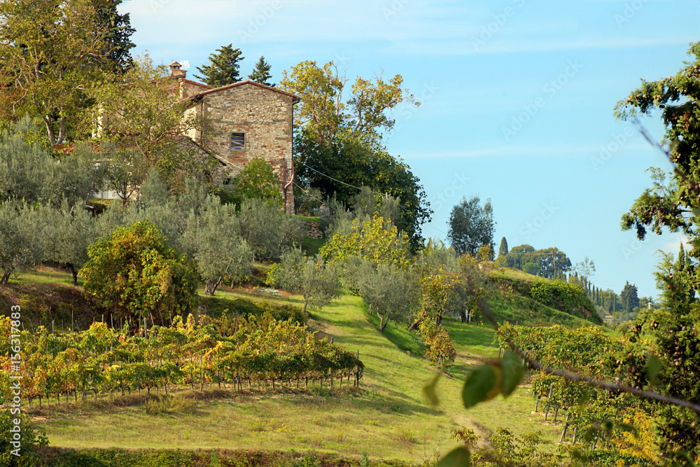 Olive groves and grape vines  at small farm on hillside of  Greve in Chianti, Tuscany, Italy