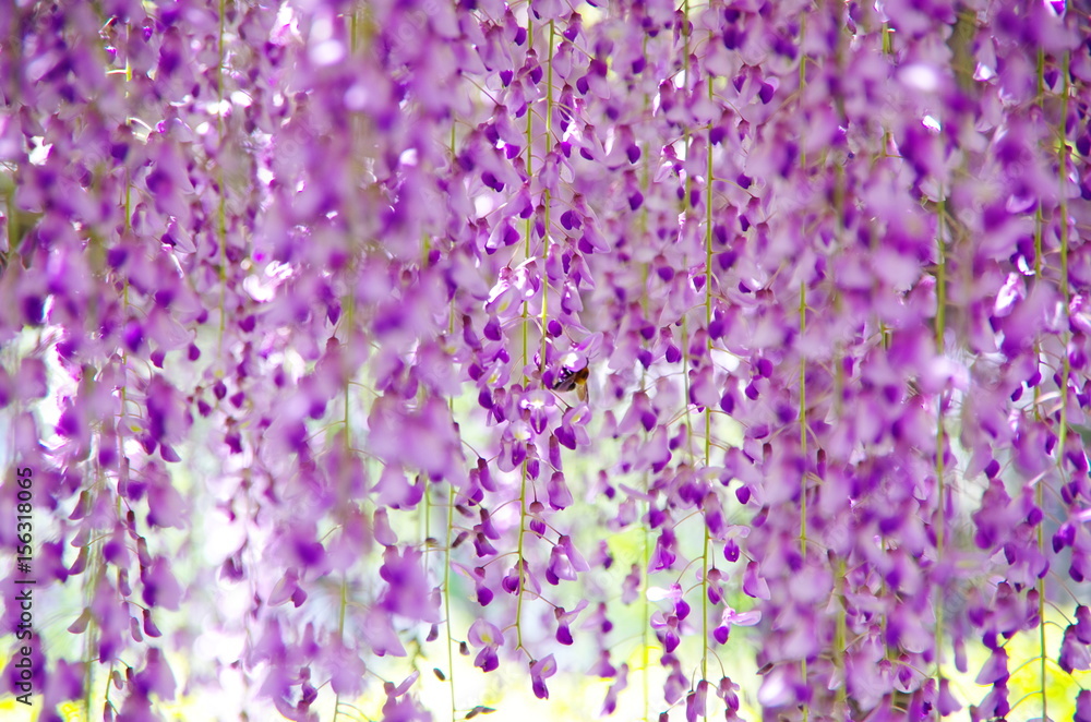 Naklejka premium beautiful purplish Wisteria hanging on a trellis