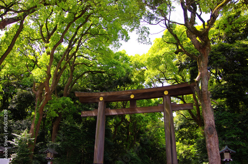 The gigantic front gate and the new leaves in Spring of the Meiji Jingu (Meiji Shrine)