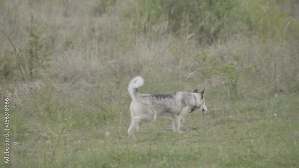 The dog breeds husky runs The dog breeds husky runs