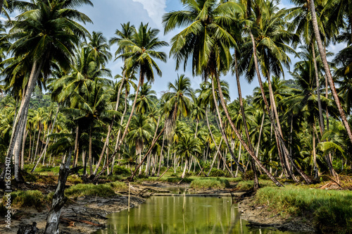 Beauty of the Palm