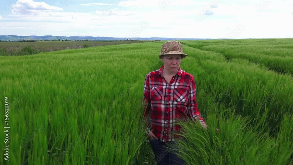 Camera tracking female farmer walking through cultivated wheat field and examining growth of the crops Camera tracking female farmer walking through cultivated wheat field and examining growth of the crops