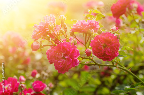 Garden with fresh red roses  floral natural sunny background