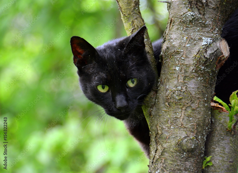 Schwarze Katze - grüne Augen – Stock-Foto | Adobe Stock