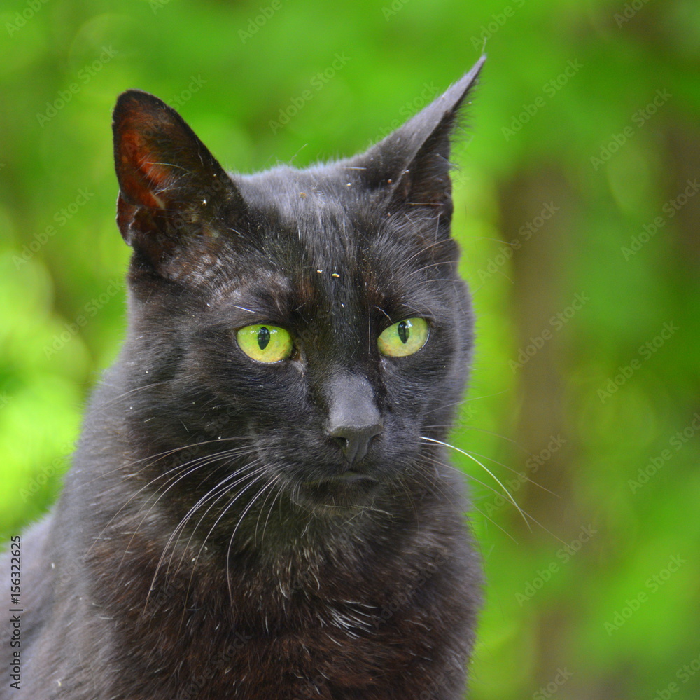 Schwarze Katze - grüne Augen Stock-Foto | Adobe Stock