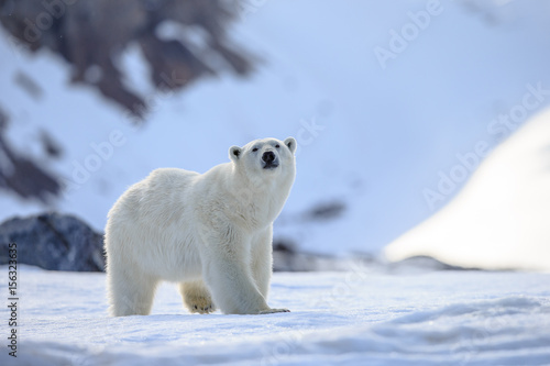 Obraz na plátně Polar bear of Spitzbergen (Ursus maritimus)