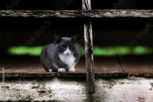 A Cat sitting waiting on the old wooden frame in rain photo