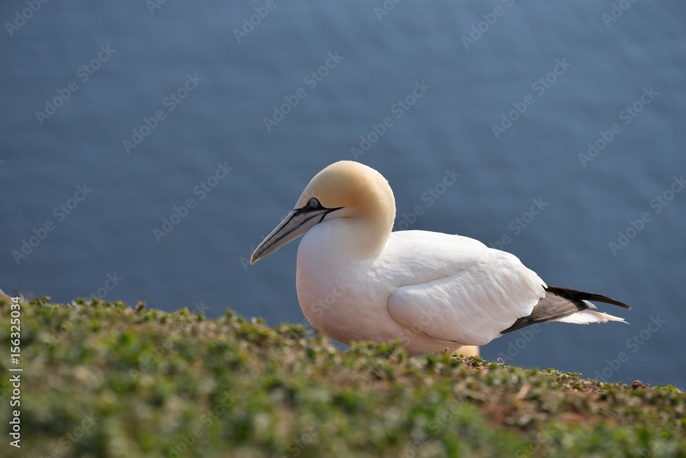 Detailed Picture from colony of northern gannets, Morus bassanus, taken in early morning, sunny day on the Helgoland island in the North sea in the beggining of nesting season in early spring time. Detailed Picture from colony of northern gannets, Morus bassanus, taken in early morning, sunny day on the Helgoland island in the North sea in the beggining of nesting season in early spring time.