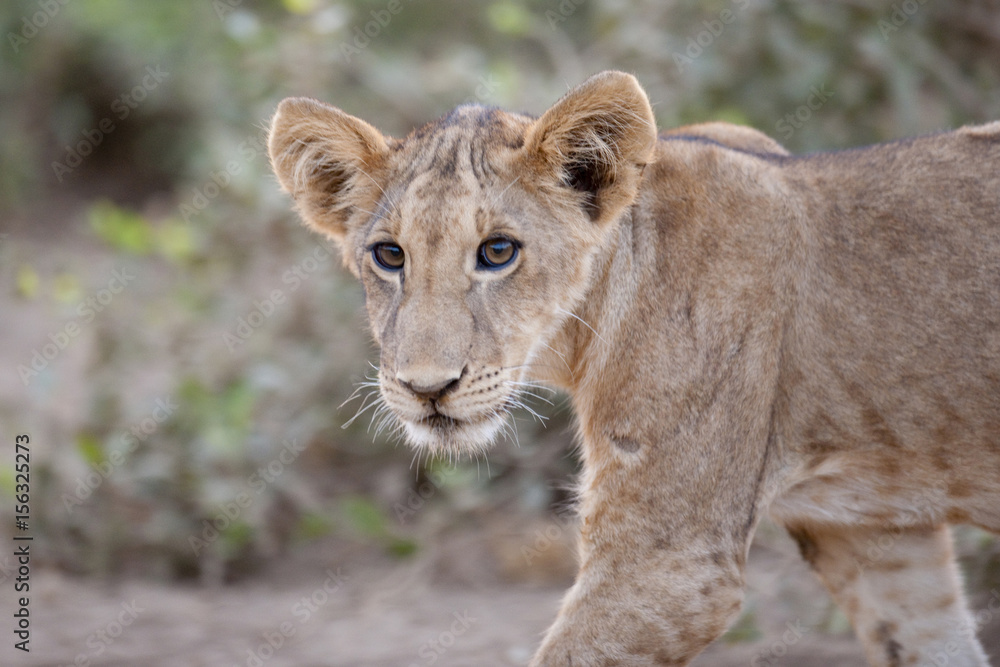 Naklejka premium A male lion in Kenya, Africa