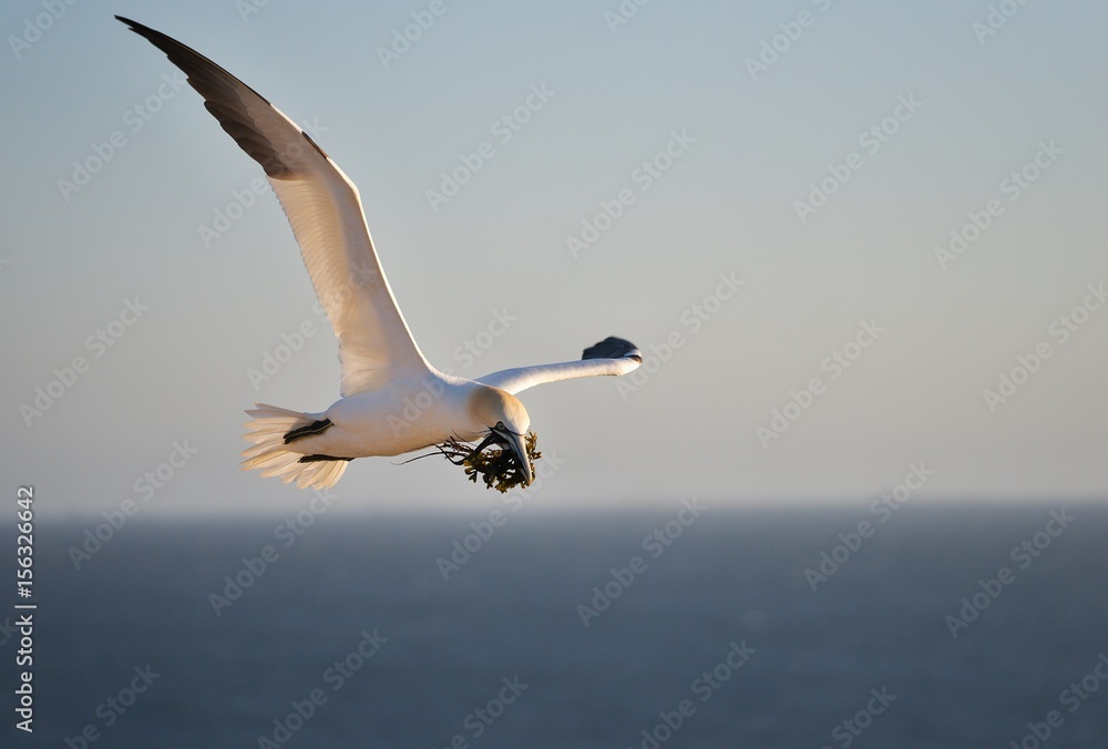 Fototapeta premium Flying northern gannet collecting a sea graas and pieces of fishermen nets to build their nests in the nesting site on the rock in the Helgoland island in the \North sea. Spring time of nesting season