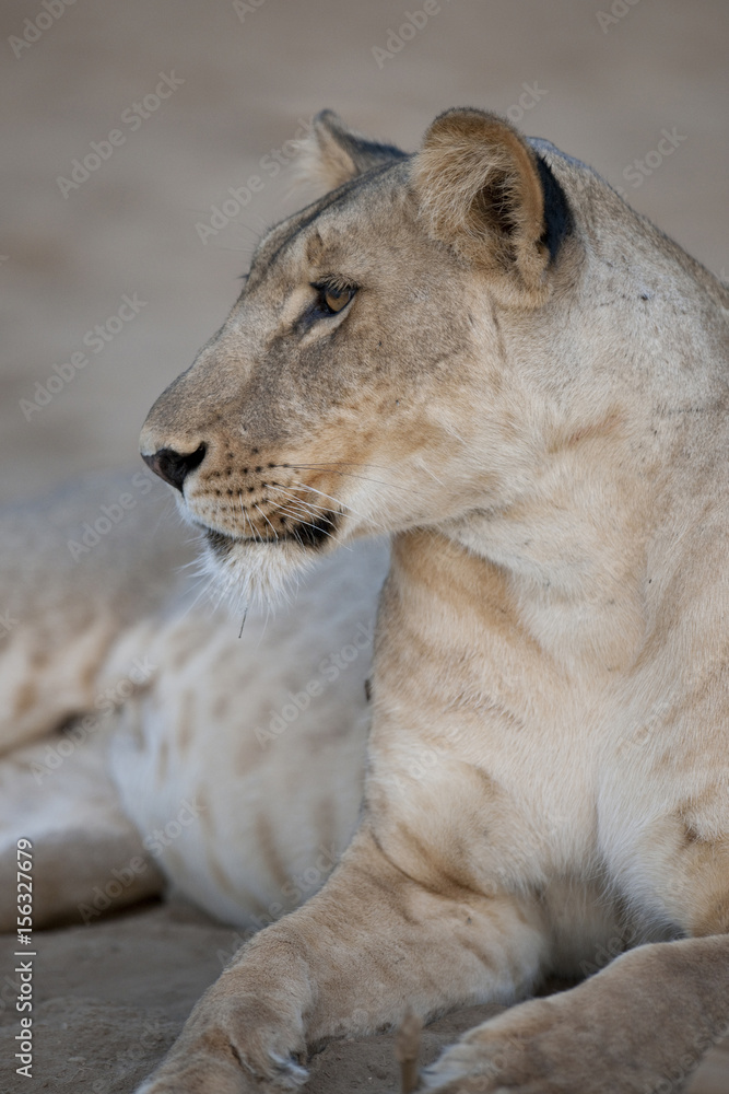 Naklejka premium A lioness in Kenya, Africa