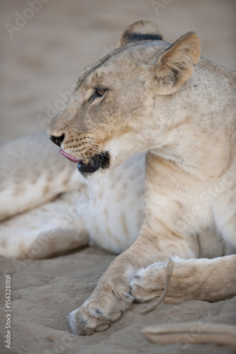 A female lion in Kenya, Africa