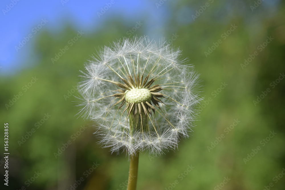 Obraz premium Diente de león - 16
