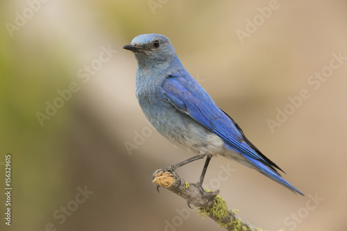 Mountain Bluebird, Male