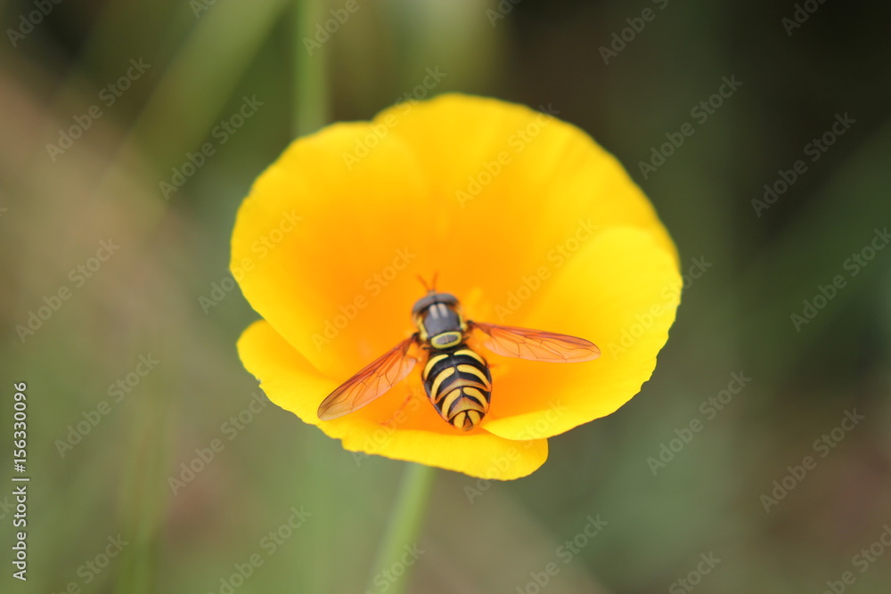 insecte sur fleur jaune insecte sur fleur jaune