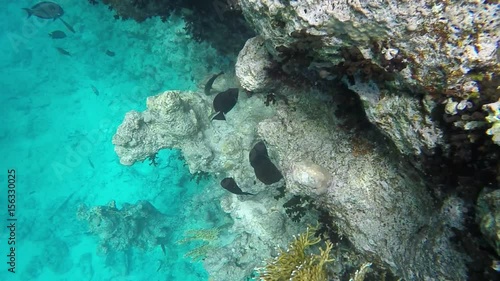 Wallpaper Mural Many fish swim among corals. Slow motion 120 fps Torontodigital.ca