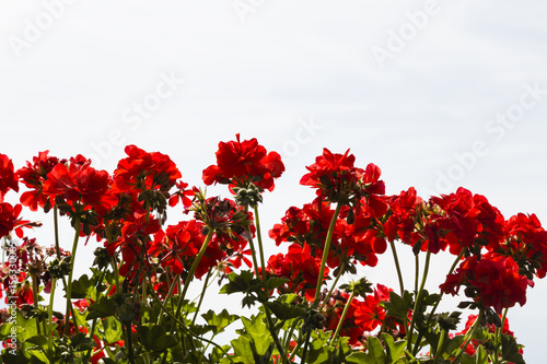 Fototapeta Naklejka Na Ścianę i Meble -  rote Pelargonien, red storksbills