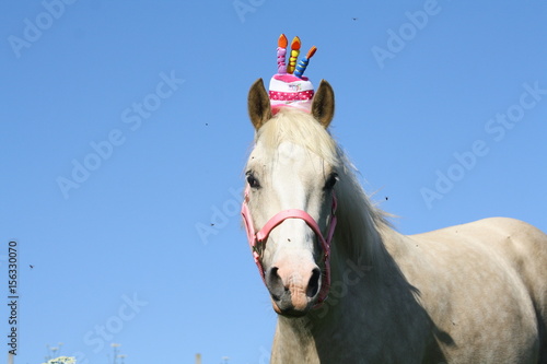 Poulain qui fête son anniversaire
