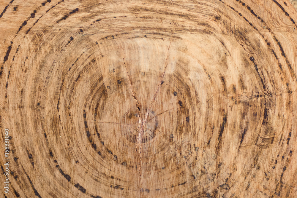 Naklejka premium Trunk