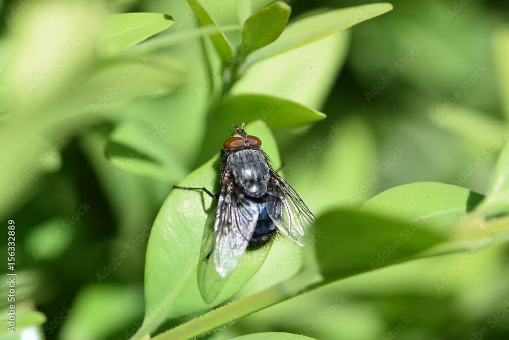 Fliege auf Blatt im Garten