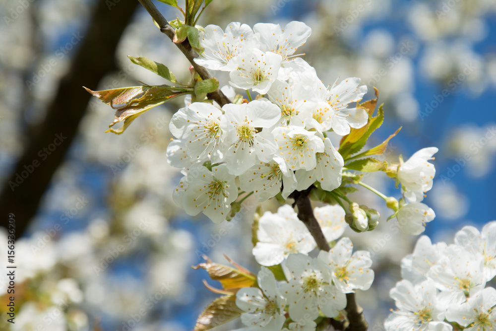 Obraz premium spring cherry