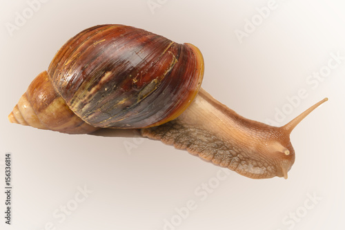 Snail ahatina in her arms photo