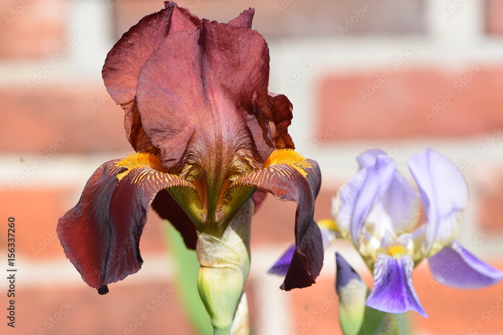 Schwertlilie im Garten vor Mauer groß