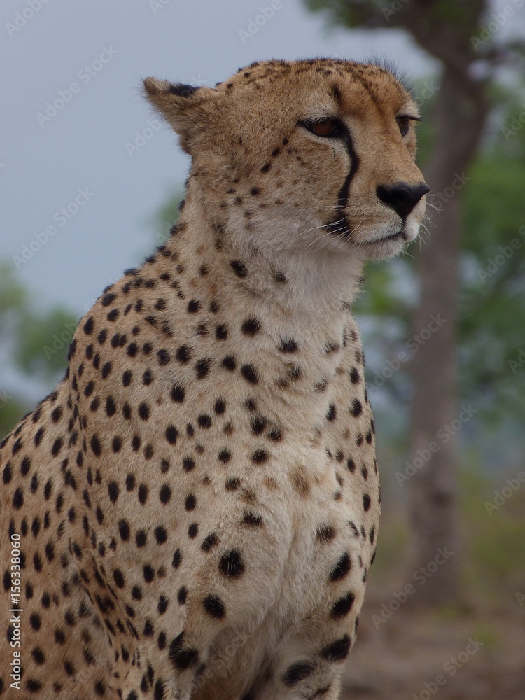 Fototapeta premium Portrait guépard