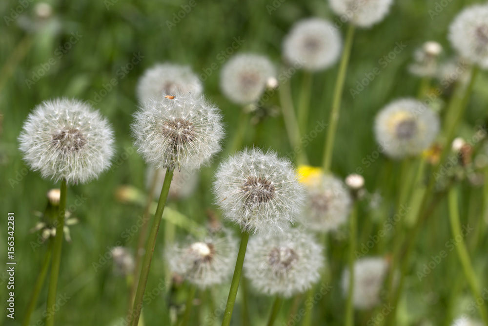 Dandelions  in the Detail